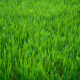 Blog fertilizers Signature Landscape Inc Littleton CO