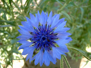 Blog Planting Annuals Bachelor's Button Signature Landscape Inc Littleton CO