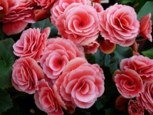 Blog Planting Annuals Begonias Signature Landscape Inc Littleton CO