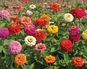 Blog Planting Annuals Zinnias Signature Landscape Inc Littleton CO